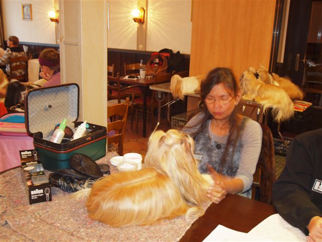 Shih Tzu Danmark